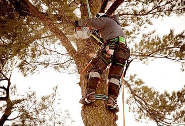 Homme en train d'abattre certaines branches d'un arbre.