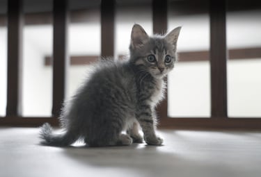 Chat, cat, kitten, chaton