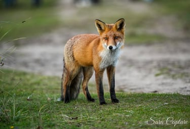 Fauna en flora