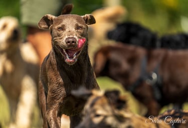Huisdierenfotografie