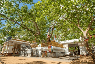 Sri Maha Bodhi