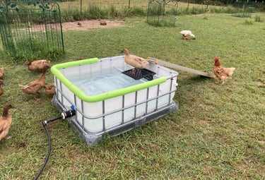Ducks swimming in a pool