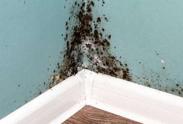 mold on a wall