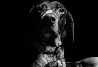 pets photography