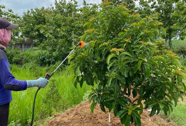edukasi pemupukan alpukat