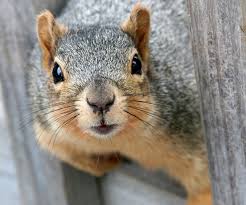 Squirrel