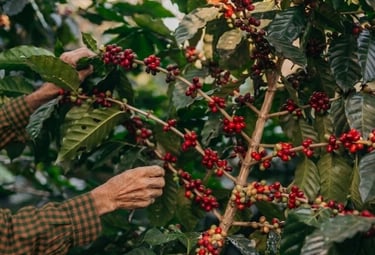 Organic coffee farm and orchid tour at Rainforest Yasmin Inn, Santa Fe