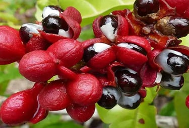 Guaranasamen-Extrakt