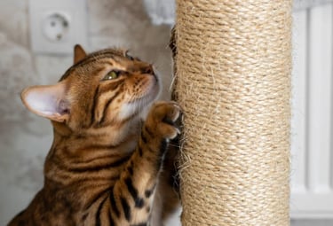 Een Bengaalse kat die krabt aan een robuuste sisal krabpaal, onderdeel van de beste geteste krabmeub
