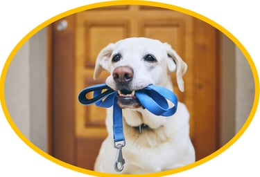 a dog with a leash ready for walking