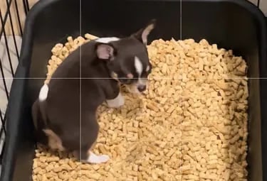 AKC Louisiana Chihuahua puppy learning litter box training with pellets
