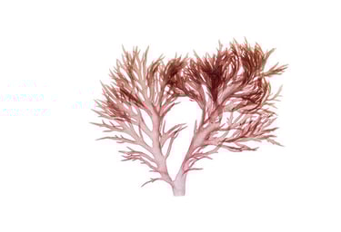 Halymenia sp.