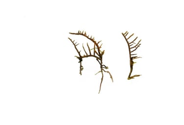 Gelidiella sp.