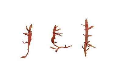 Champia sp.