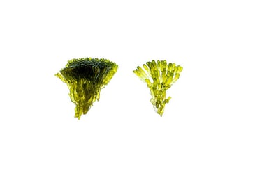 Valonia fastigiata