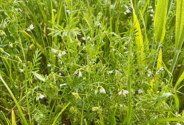 De la lentille en fleur cultivée en association avec du blé. Crédit photo : Terres&Graines