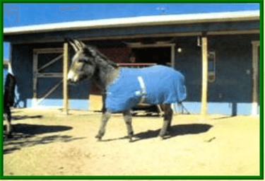 donkey blanket