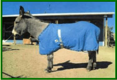 donkey blanket