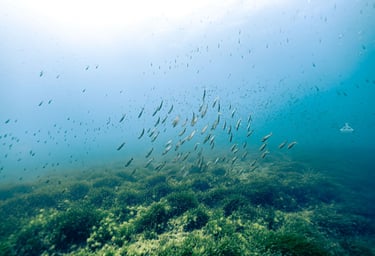 Beautiful underwater scene in Malta and Gozo, perfect for new domicile