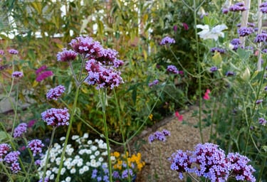 Image outside The Eden Holistic Health Studio, summer flowers set a scene of tranquillity.