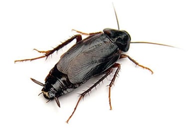 Oriental Cockroach