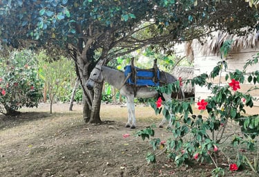 Anne à Rio Cedro