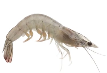 Shrimp