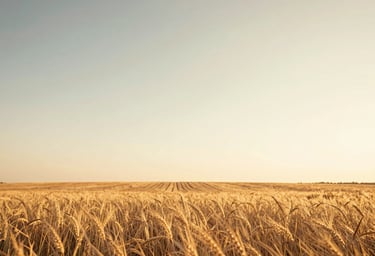A sun-drenched wide shot of a field under a golden sky, evoking feelings of warmth and freedom. High cinematic quality with soft #F7F2EB light.