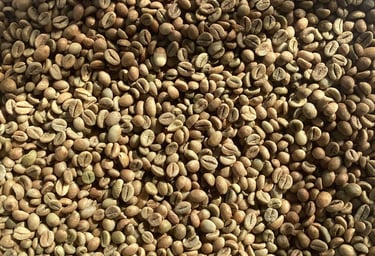 dry hulled robusta green bean