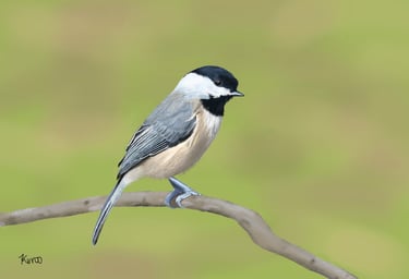 Black-Capped Chickadee on a branch