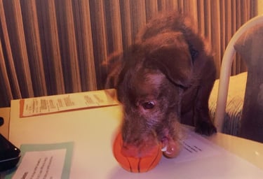 Choco with his favorite rubber ball 
