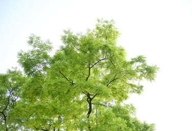 Tree with green leaves, symbolizing corporate well-being and growth