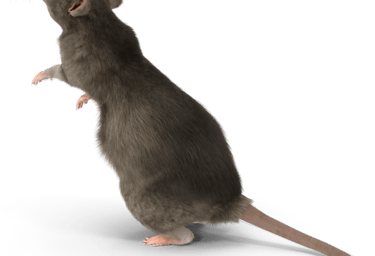 Un rat