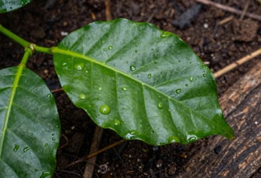 Macro photography of a vibrant green coffee leaf with dew drops, against a background of dark brown soil and wood. Soft natural lighting, South American / Latin garden setting.