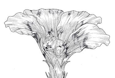 Ink drawing of a tiny harvest mouse sleeping inside a blooming hibiscus flower.