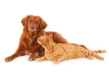 Dog and Cat playing together