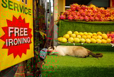 Cat napping beside a “Free Ironing” sign and a display of tropical fruits, By ACAT Photos.