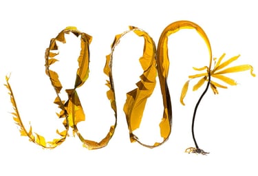 Alaria esculenta