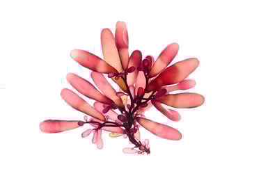 Botryocladia pseudodichotoma