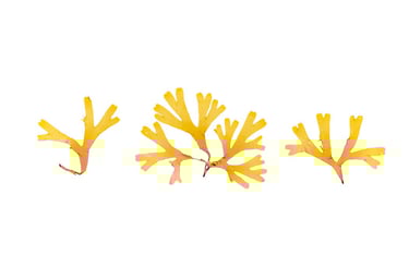 Dictyota dichotoma
