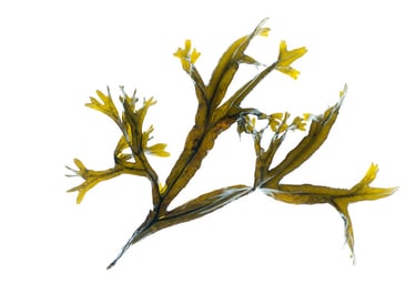 Fucus ceranoides
