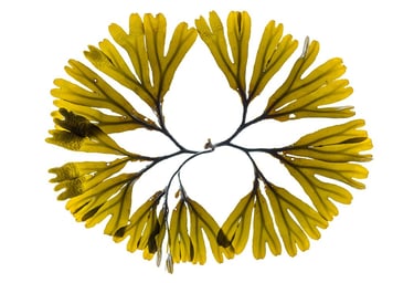 Fucus distichus
