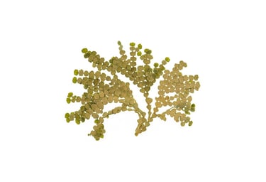 Halimeda sp.