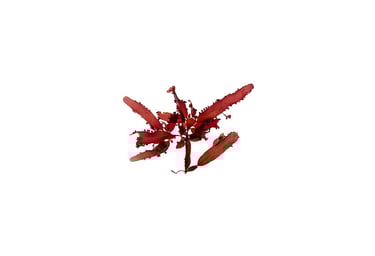 Lenormandia marginata