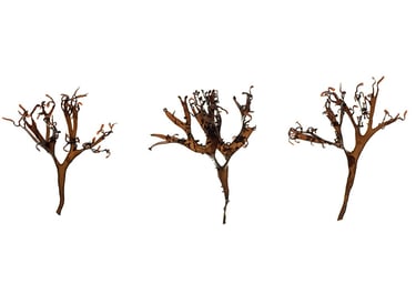 Mastocarpus stellatus