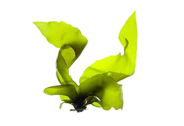 Mazzaella flaccida