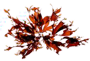 Palmaria palmata