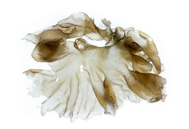 Porphyra perforata