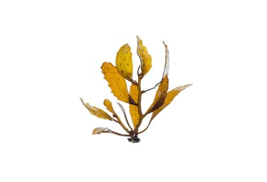 Sargassum sp.