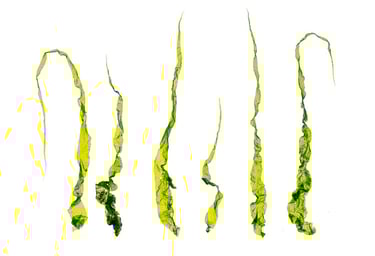 Ulva intestinalis